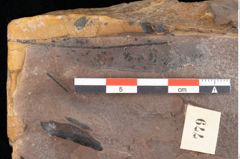 Foto (Detailsansicht) von Quercus palaeoilex Ettingshausen (NHMW-GEO-2024-0188-0779)